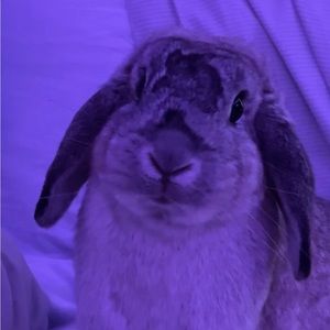 Meet your Posher, Audrey